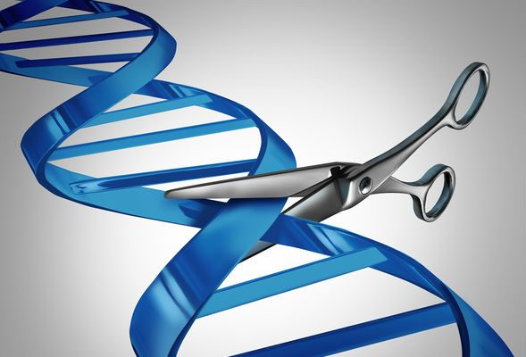 CRISPR Biotech Caribou Trims Pipeline and Cuts 32% of Staff to Focus on Two Cancer Cell Therapies