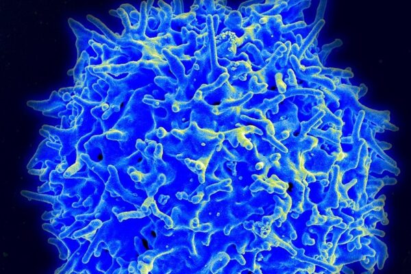 FDA Just Made Key Some Key Regulatory Changes to Make Cancer Cell Therapies More Accessible
