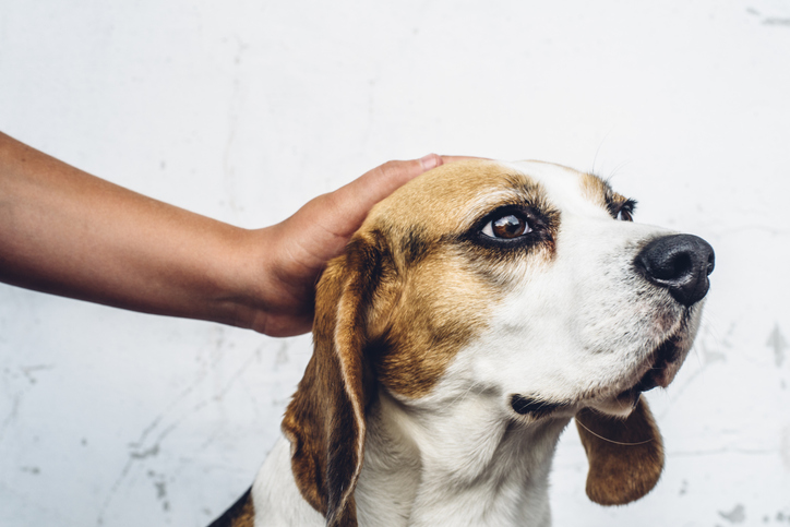 Hackensack Meridian Health Launches Trial of Canine-Powered Cancer Detection